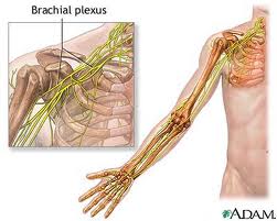 brachialplexus