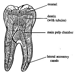 tooth_root_canal